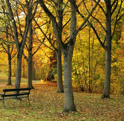 Wald
